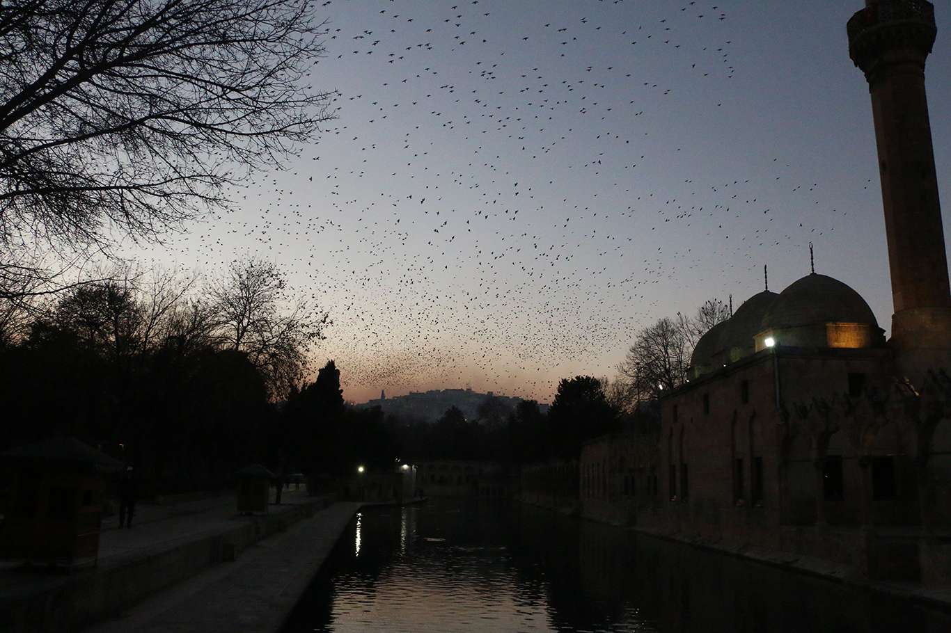 Balıklıgöl'de akşam ezanıyla birlikte kuşların muhteşem gösterisi